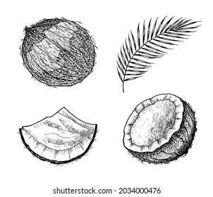 Coco y hojas de palma. Un trozo y medio de una nuez. Estilo vintage. Ilustración alimentaria tropical