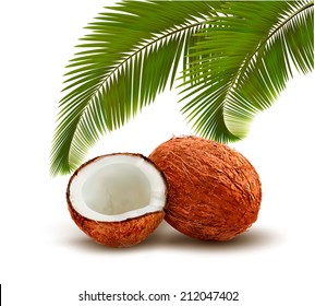 Coconut with palm leaves. Vector.