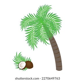 Coconut palm and coconut next to each other. Exotic plants and fruits. Vector drawing for printing.