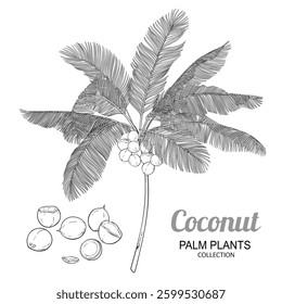 Coconut Palm with Nuts Outline Illustration