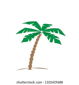 Coconut palm tree