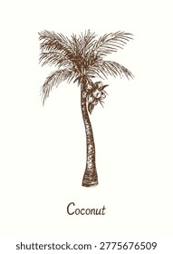 Coconut palm tree (Arecaceae). Ink  doodle drawing in woodcut style