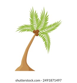 Coconut palm tree with bundle of ripe coco fruits and green leaves vector illustration