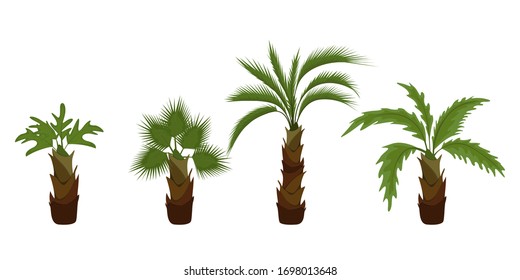 Coconut palm tree (Cocos nucifera). Miami trees, coconut palm or exotic hawaii forest green tree.