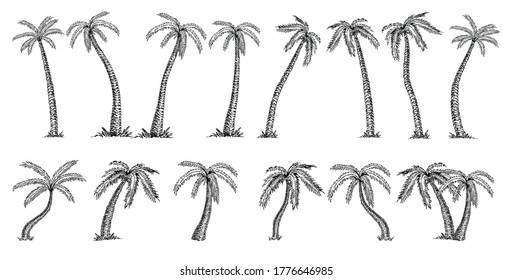 Palmera de coco (Cocos nucifera). Gran boceto de palmeras sobre fondo blanco