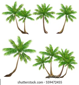 Coconut palm tree (Cocos nucifera). Set of hand drawn vector illustrations on white background. 