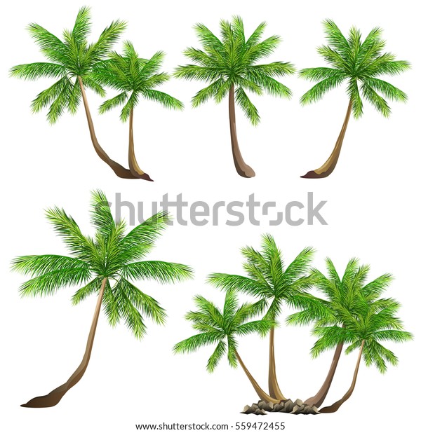 Vector De Stock Libre De Regalias Sobre Palmera De Coco Cocos Nucifera Conjunto