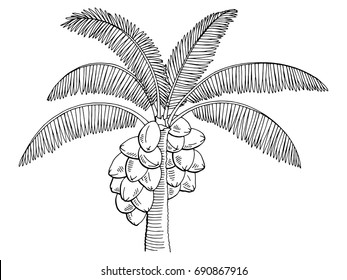 Coconut palm tree graphic black white isolated sketch illustration vector