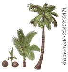 Coconut palm tree growth cycle