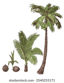 Coconut palm tree growth cycle