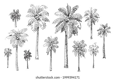 Coconut palm tree hand drawn line art vector illustration Isolated on white background. Pen ink sketch.