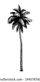 Coconut palm tree. Ink sketch isolated on white background. Hand drawn vector illustration. Retro style.