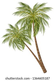 Coconut palm tree isolated on white background graphic vector
