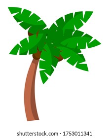 Coconut palm tree isolated on white background. Bent palm tree with large green leaves cartoon style. Exotic tropical plant growing in warmer countries, vegetation of tropical islands, beach foliage