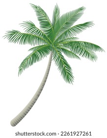 Coconut palm tree isolated on white background. Graphic vector
