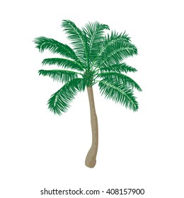 Coconut palm tree isolated. Palm tree on white background. vector illustration of palm