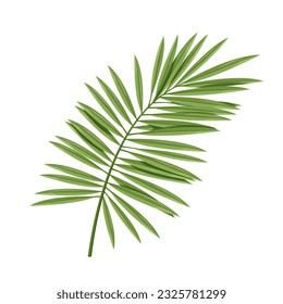 Coconut palm tree leaf vector illustration. Cartoon isolated green tropic plant leaves on stem, wild exotic foliage of jungle, natural botanic leaf decoration from summer garden of paradise island