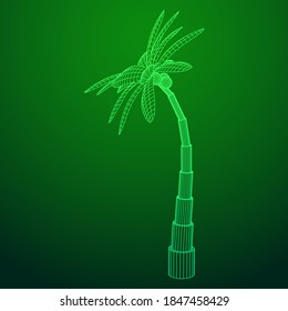 Coconut palm tree with leaves. Wireframe low poly mesh vector illustration.
