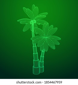 Coconut palm tree with leaves. Wireframe low poly mesh vector illustration.
