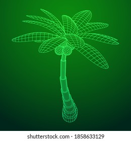 Coconut palm tree with leaves. Wireframe low poly mesh vector illustration.