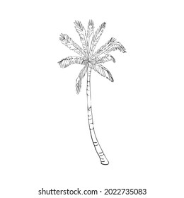 Coconut palm tree natural icon isolated on a white background, art logo design