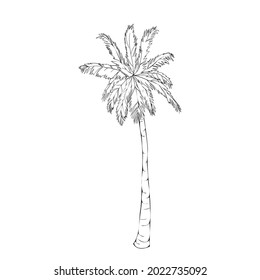 Coconut palm tree natural icon isolated on a white background, art logo design