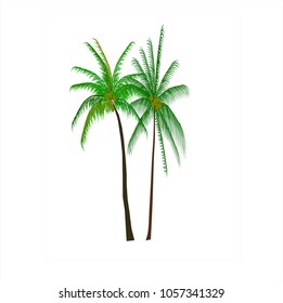 coconut palm tree nature