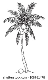 Coconut palm tree on a white background