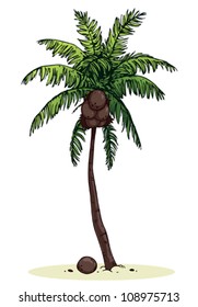  Coconut palm tree on a white background