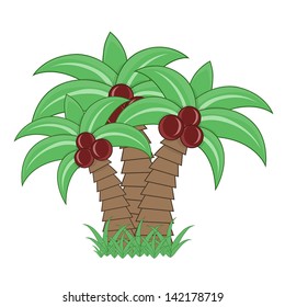 Coconut palm tree on white background