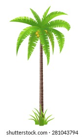 Coconut palm tree on white background