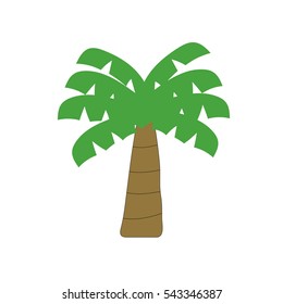 coconut palm tree on white background