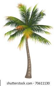 Coconut palm tree on a white background