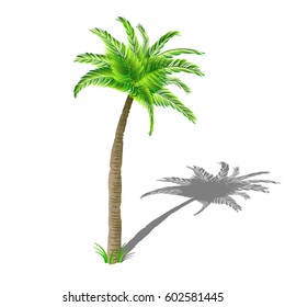 Coconut palm tree with shadow, with green leaves isolated on white background.