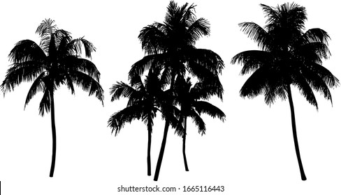 Coconut Palm Tree Silhouette Isolated On White