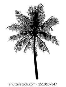 coconut palm tree silhouette on white background