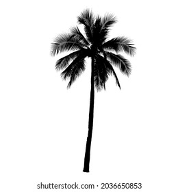 Coconut palm tree silhouette, Vector

