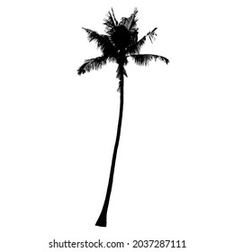 Coconut palm tree silhouette, Vector

