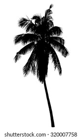 Coconut palm tree silhouette : Vector