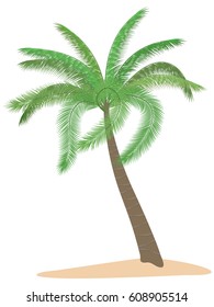 Coconut palm tree standing on sand island vector cartoon illustration. Tropical plant with tall trunk and green leaves. 