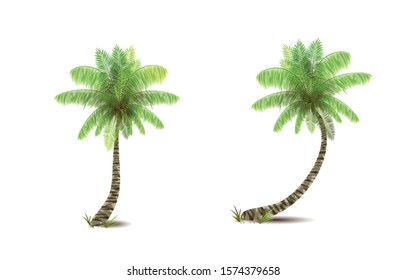 Coconut palm tree vector illustrations on white background.