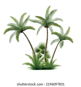 Composición realista del bosque de palmeras de coco con imagen aislada de tres palmeras exóticas con arbustos ilustrativos vectoriales