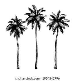 Coconut palm trees. Ink sketch isolated on white background. Hand drawn vector illustration. Retro style.