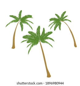 Coconut Palm Trees isolated on white background