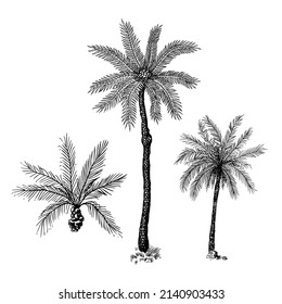 Coconut palm. Tropical trees exotic plants. Phoenix or Date varieties. Eastern landscape. Exotic nature. Linear Jungle. Hand drawn sketch in vintage style.