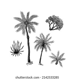 Coconut palm. Tropical trees exotic plants. Phoenix or Date varieties. Eastern landscape. Exotic nature. Linear Jungle. Hand drawn sketch in vintage style.