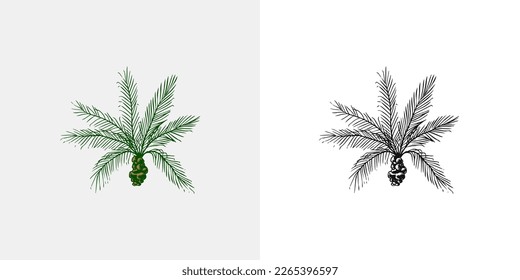 Coconut palm. Tropical trees exotic plants. Phoenix or Date varieties. Eastern landscape. Exotic nature. Linear Jungle. Hand drawn sketch in vintage style.
