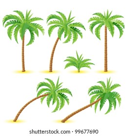 Coconut palms. Illustration on white background for design