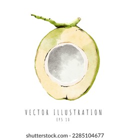 Coconut with peel cross section watercolor painting isolated on white background. Vector illustration