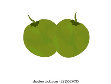 coconut perfume vector green polarized suitable for illustration of coconut products